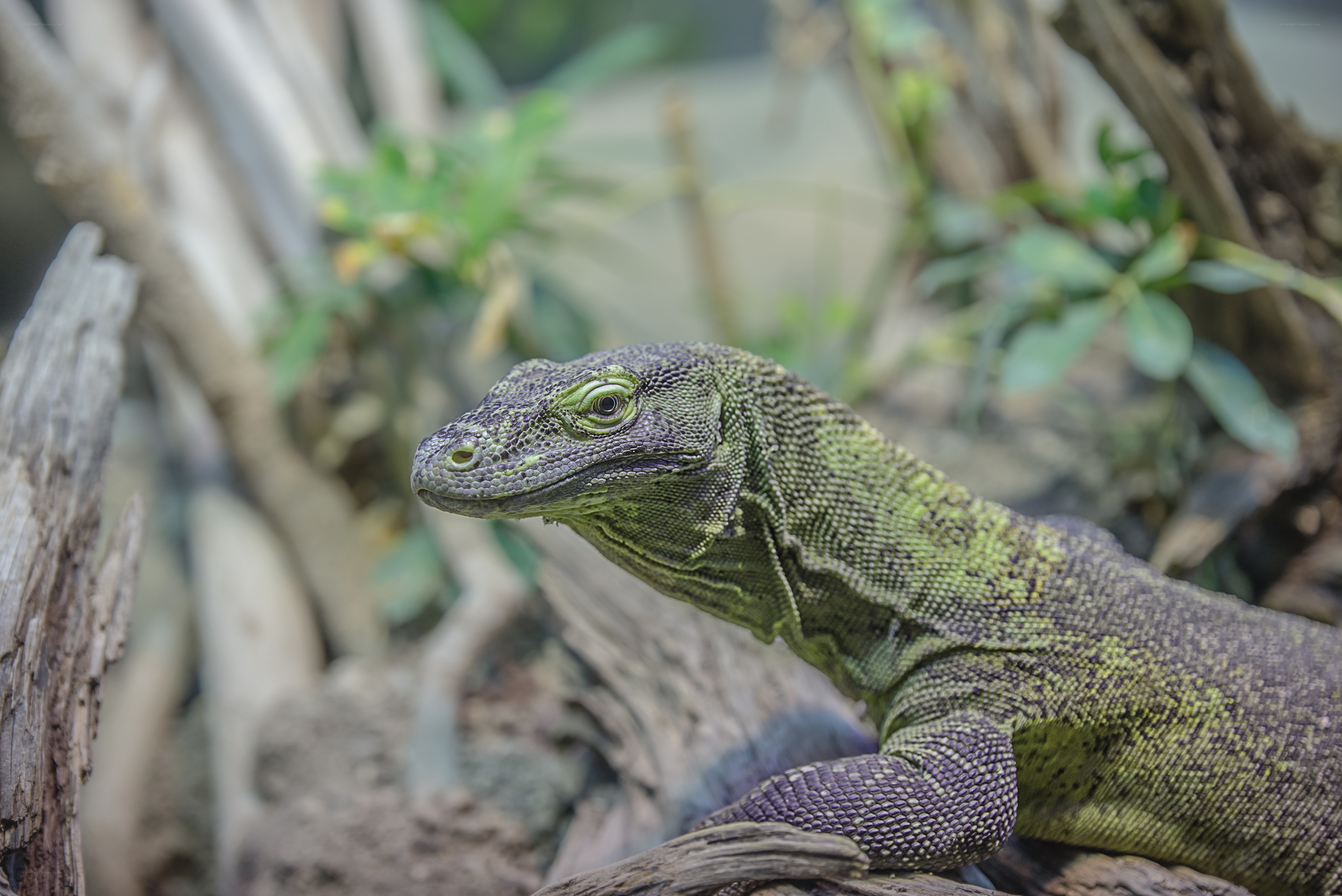green monitor lizard on log