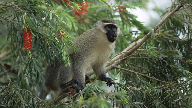 Green Monkey on Branch