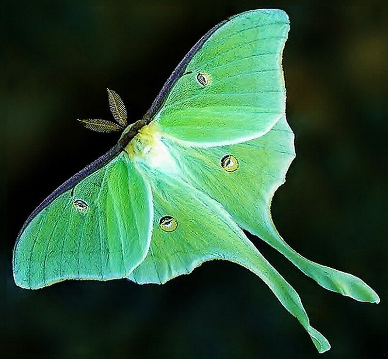 Green Moon Moth
