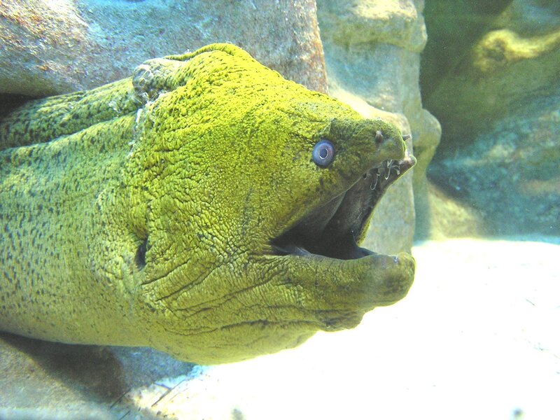 Green moray eel in aquarium