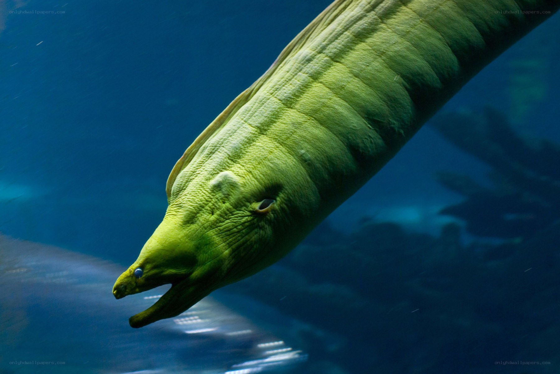 green moray eel in water