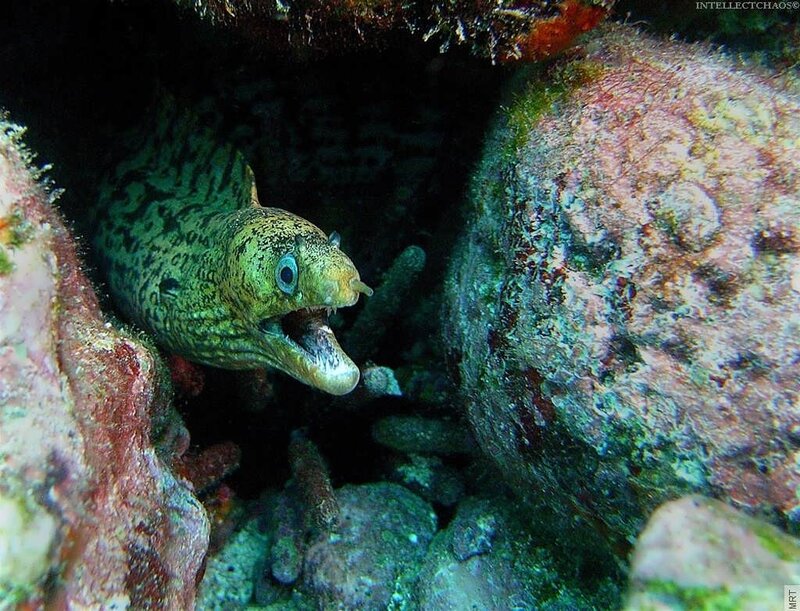 Green Moray Eel