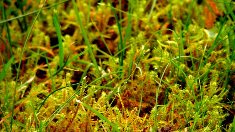 Green Moss and Grass