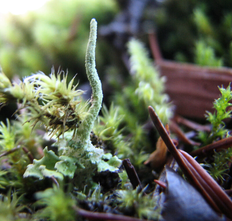 Green Moss and Lichen