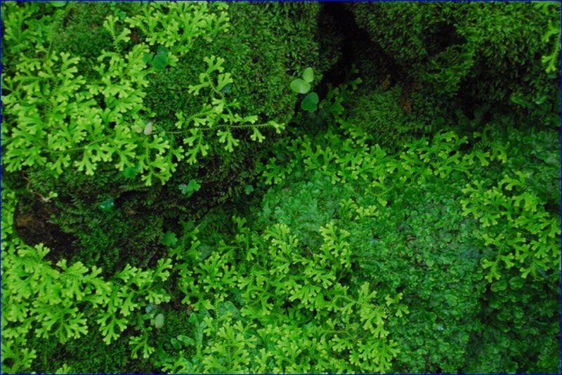 Green Moss and Liverwort