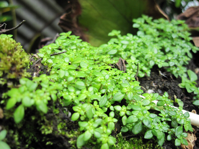 green moss and small plants