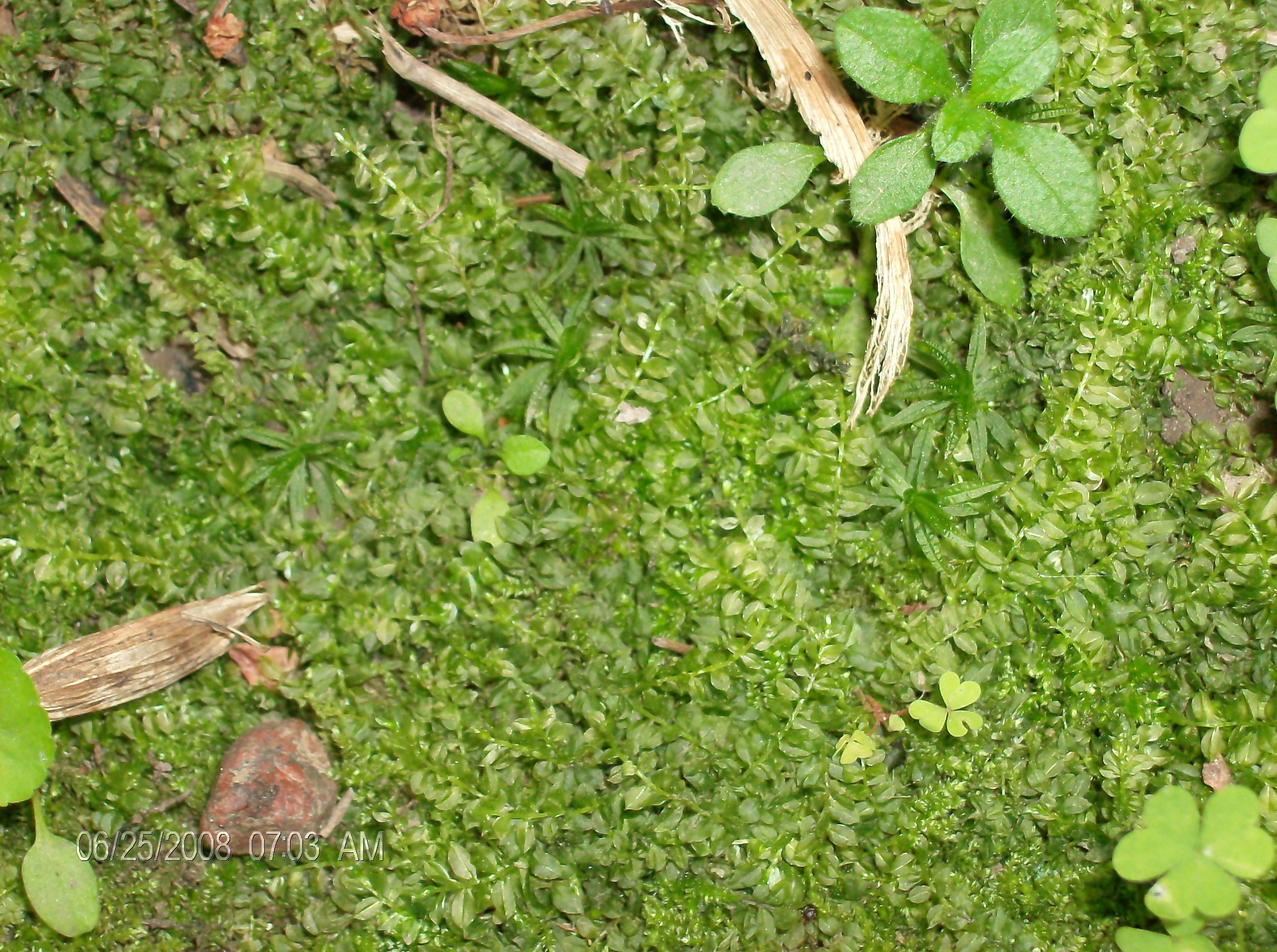 green moss and small plants