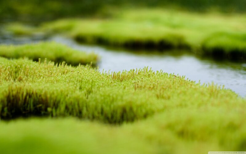 Green Moss by Stream — Serene