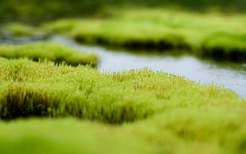 Green Moss by Stream