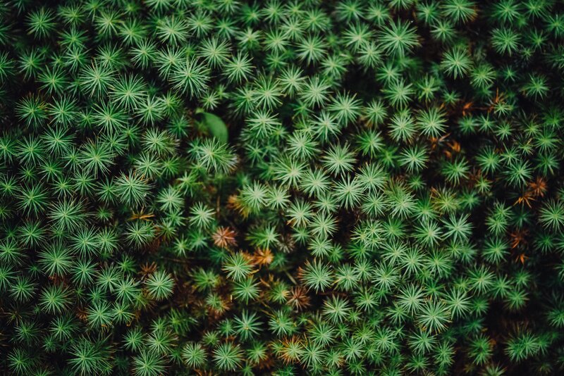 green moss close-up