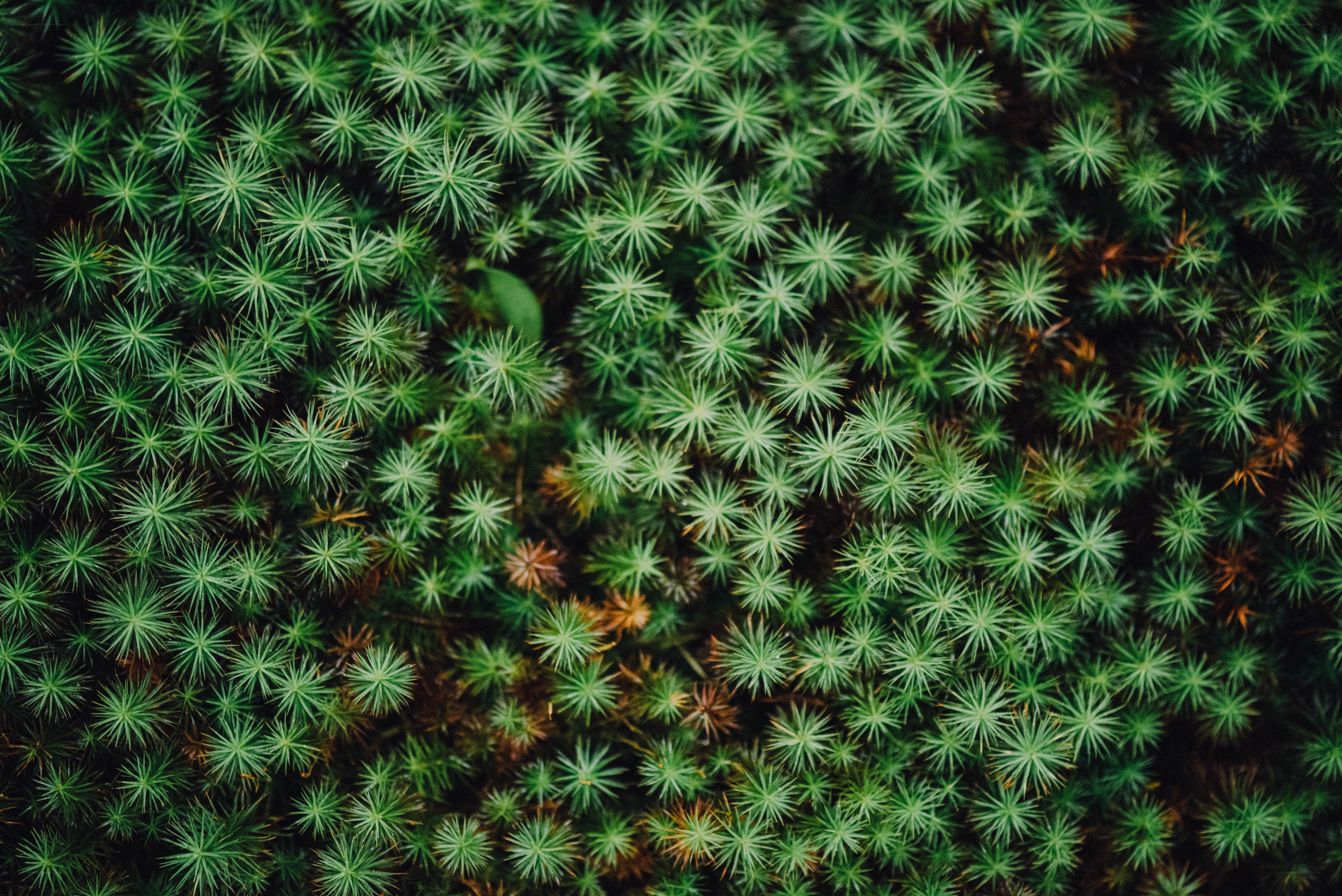 green moss close-up