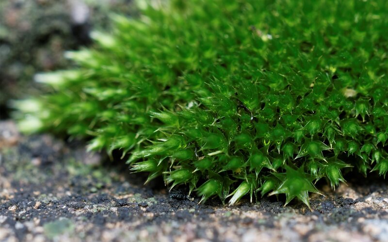 Green Moss Cluster — Natural, Photograph, Ground