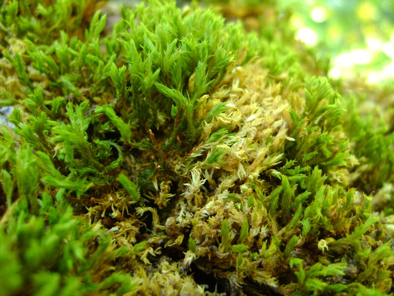 Green Moss Cluster — Natural