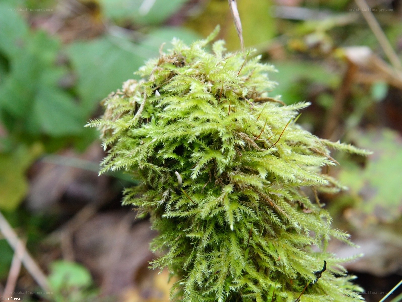 green moss cluster