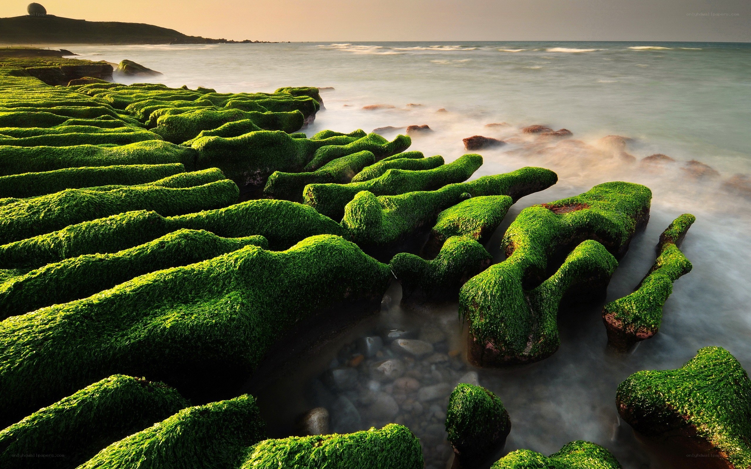 Green moss-covered rocks at coast