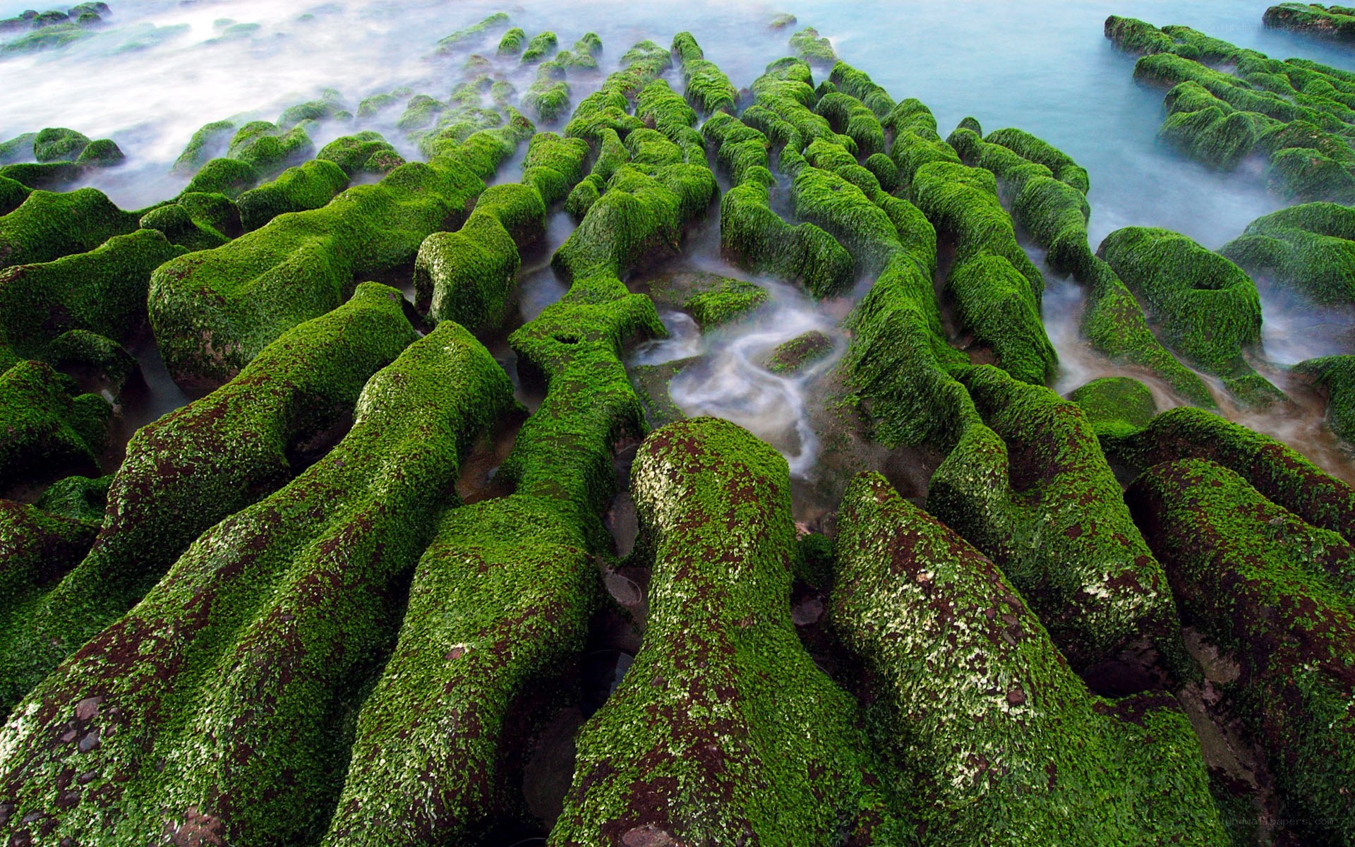 Green moss-covered rocks at coast