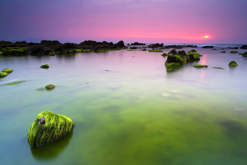 Green Moss-covered Rocks — Purple, Serene