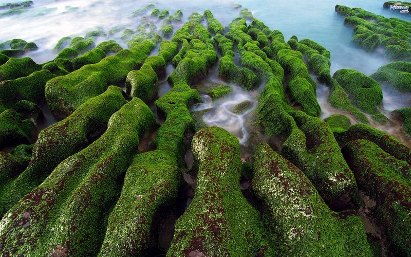 Green Moss-covered Rocks — Serene, Photograph, Ocean, Waves