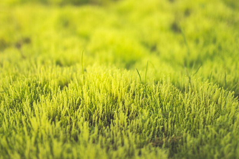 Green Moss in Field
