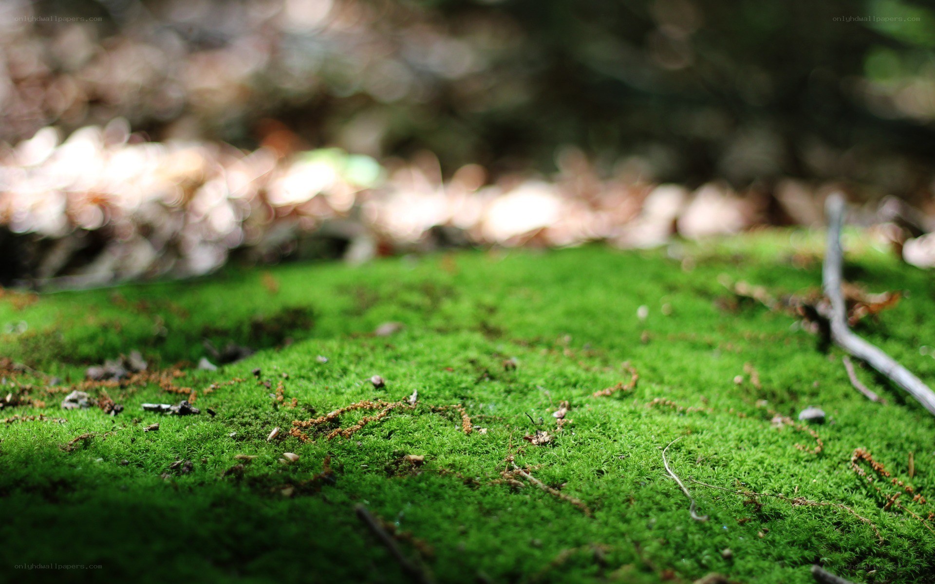 green moss in forest