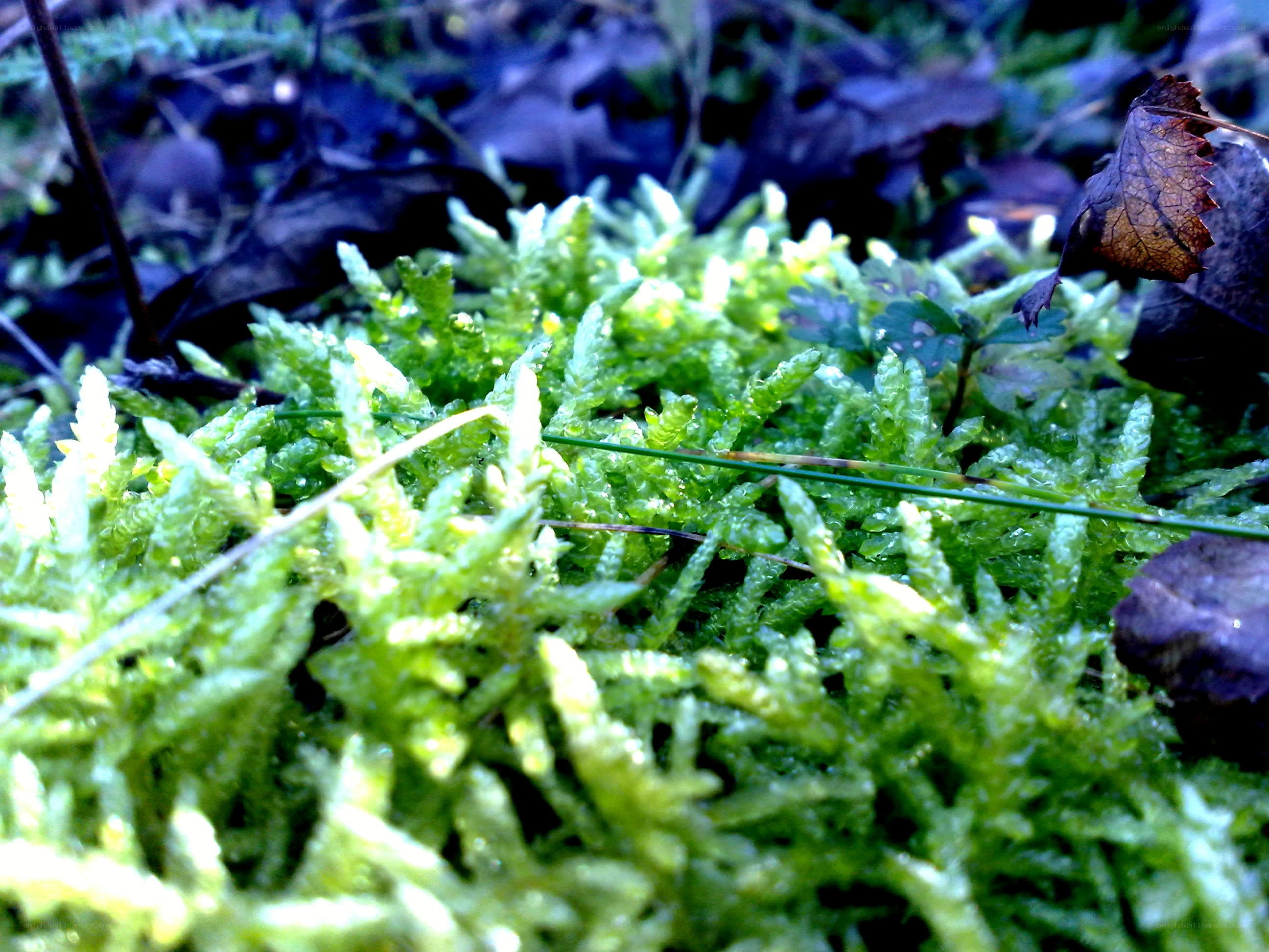 green moss in forest