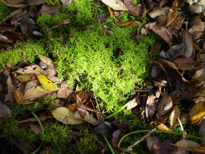 green moss in forest litter