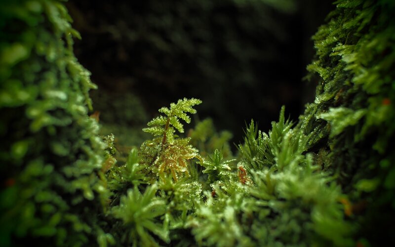 Green Moss in Forest — Natural, Photograph