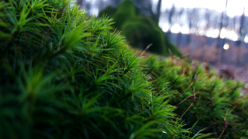 Green Moss in Forest — Serene, Autumn