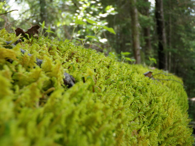 Green Moss in Forest — Serene, Morning, Photograph, Trees, Leaves