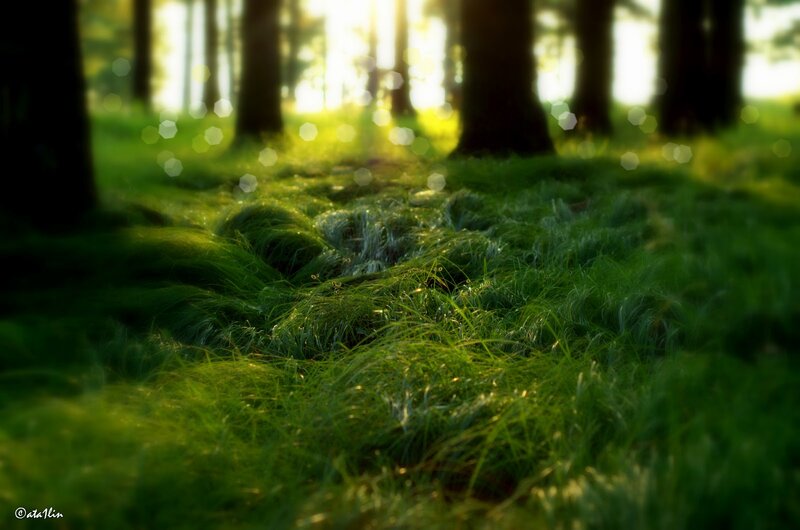 Green Moss in Forest — Serene, Morning