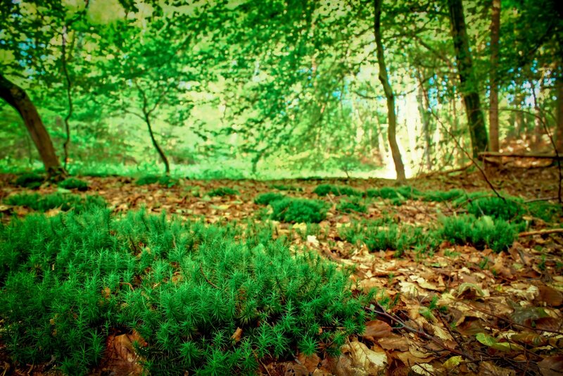 Green Moss in Forest — Serene