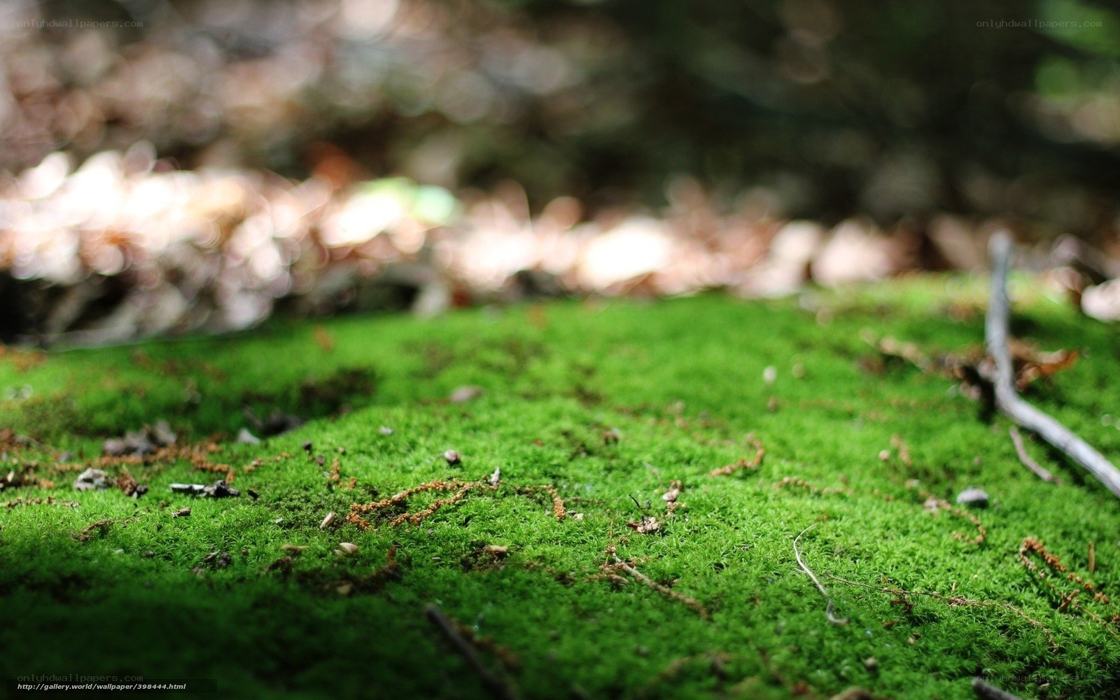 Green moss in forest
