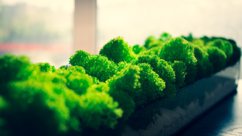 Green Moss in Planter