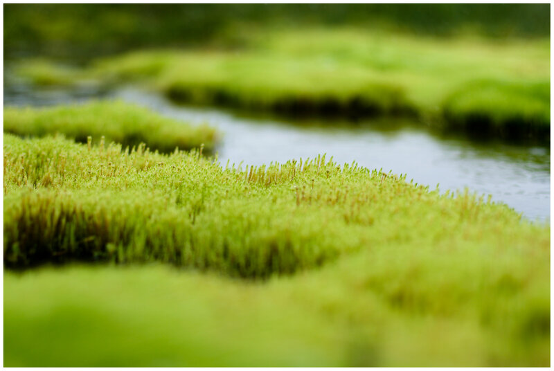 Green Moss in Stream
