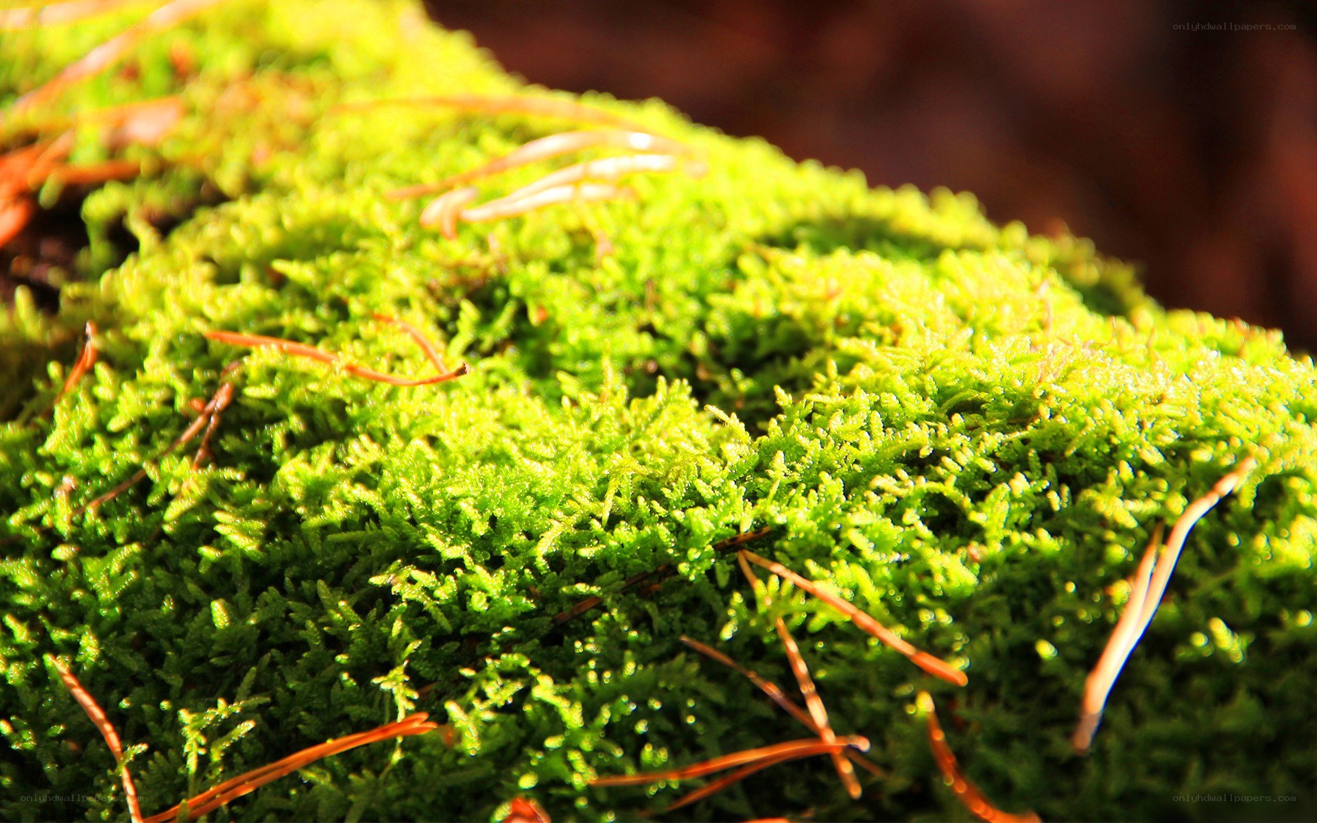 green moss in sunlight