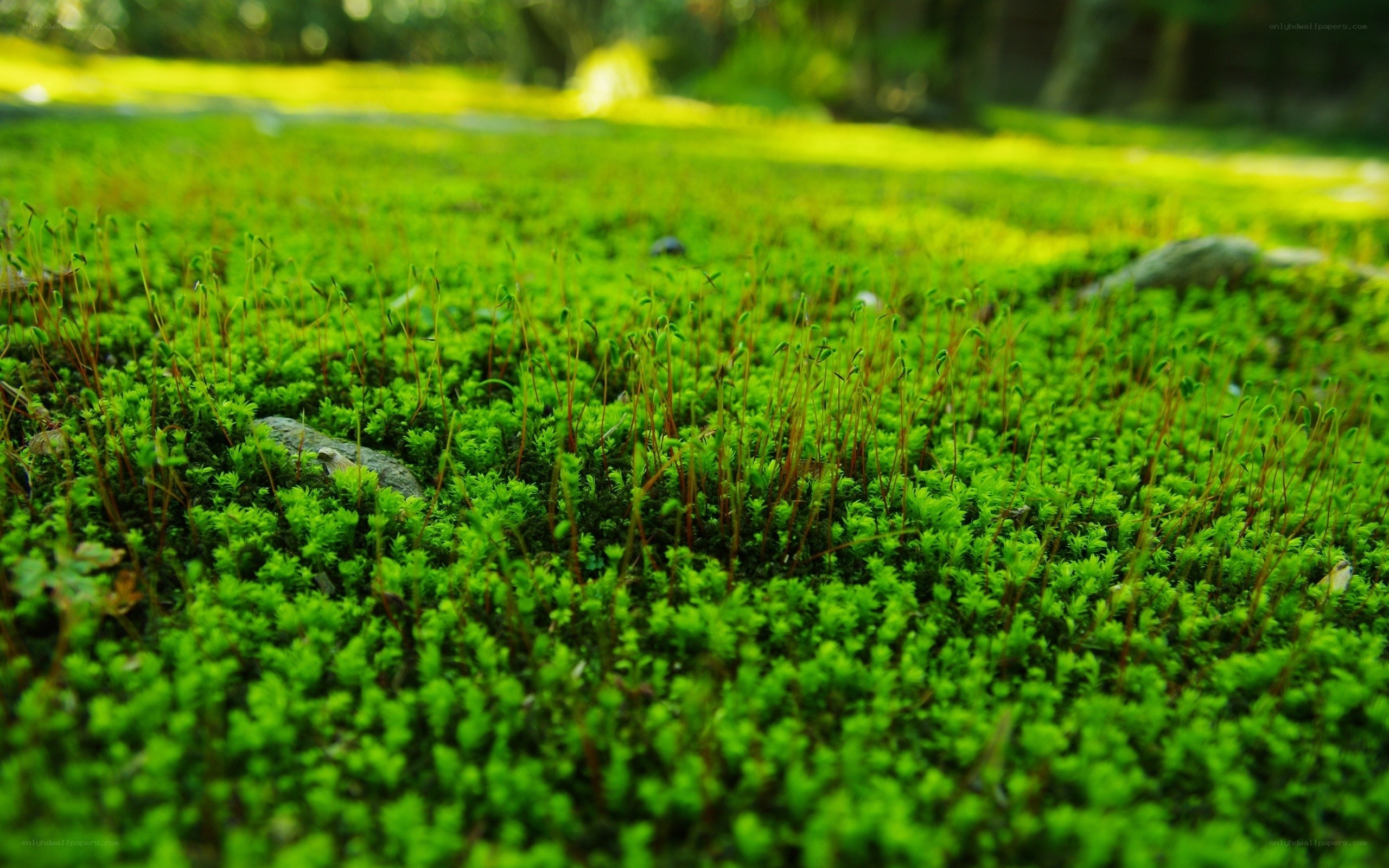 green moss in sunlight