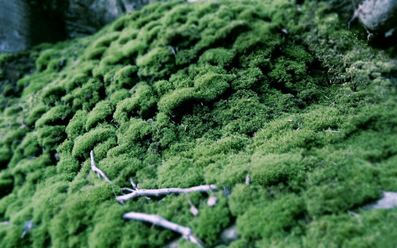 green moss on a forest floor