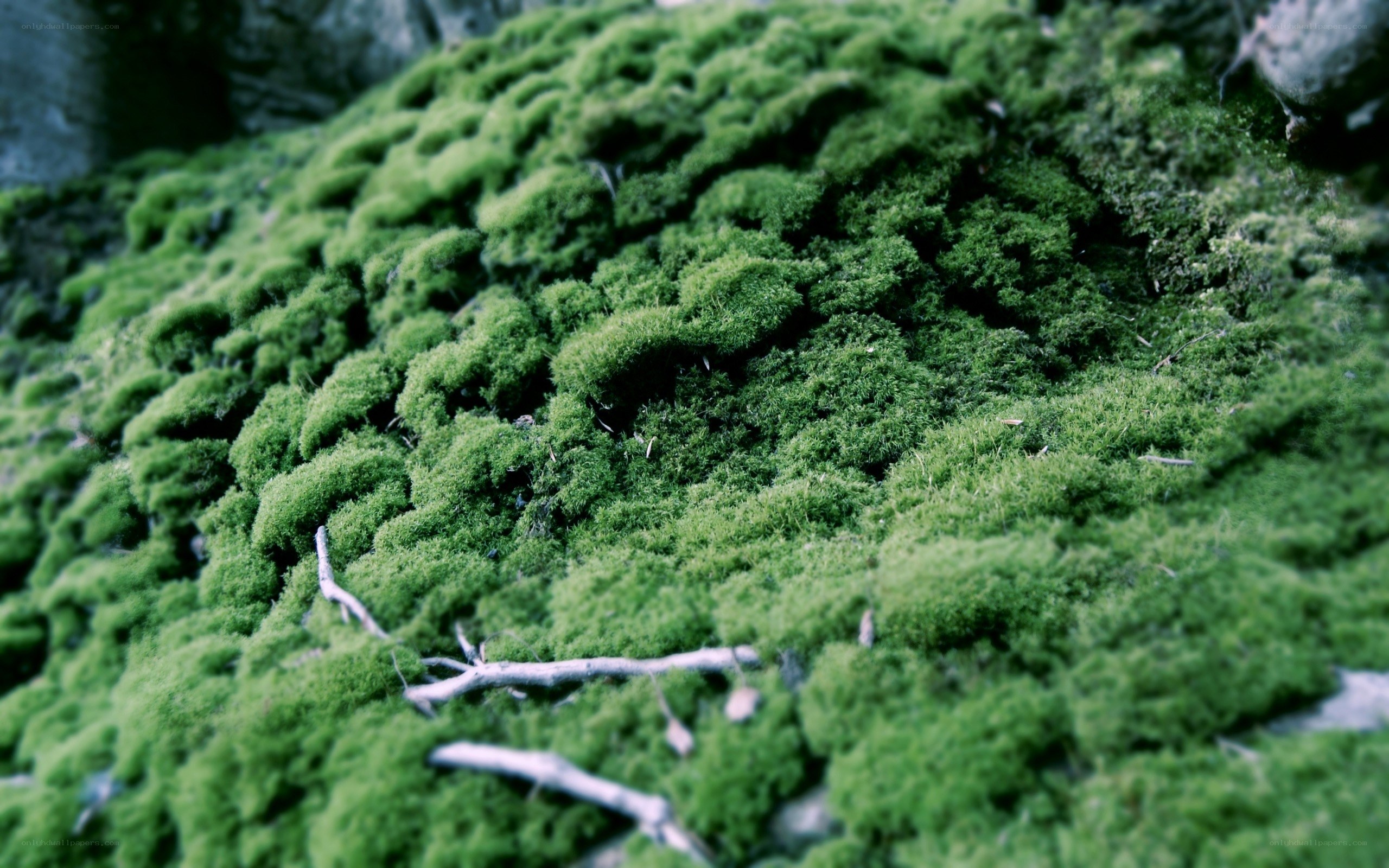 green moss on a forest floor