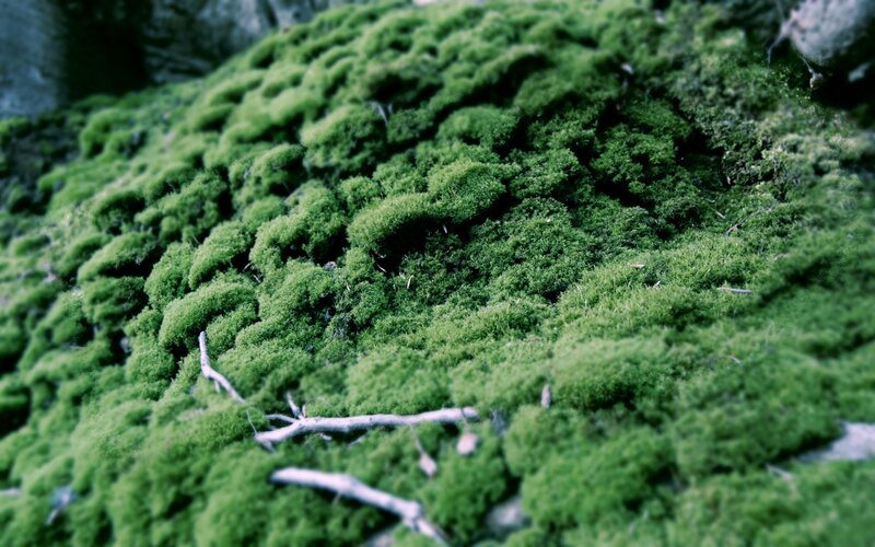 green moss on a rock
