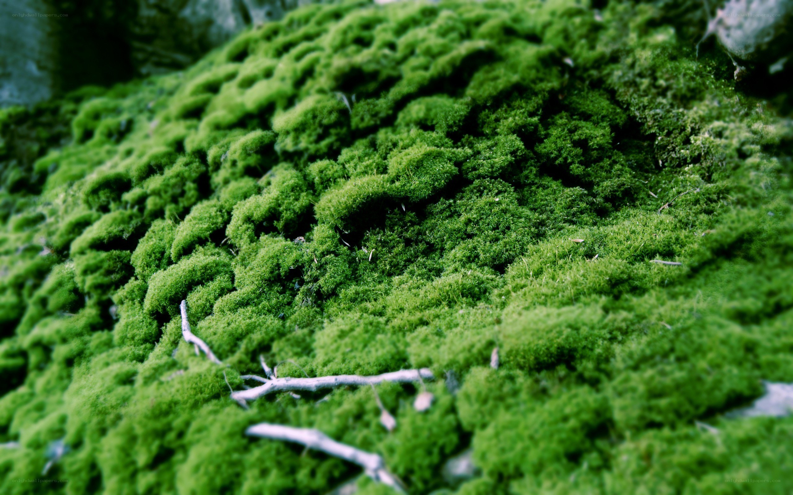 green moss on a rock