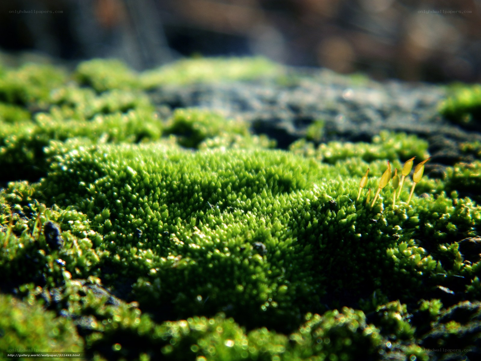 Green moss on a rock