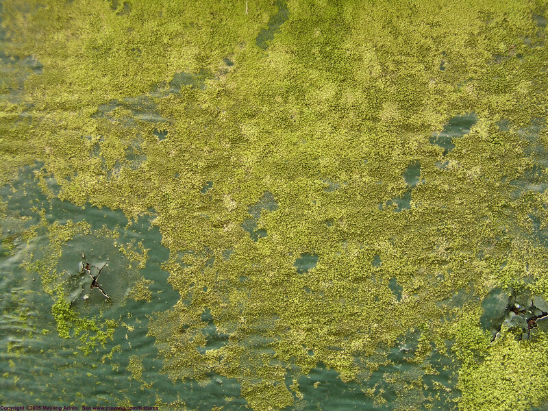 green moss on a surface
