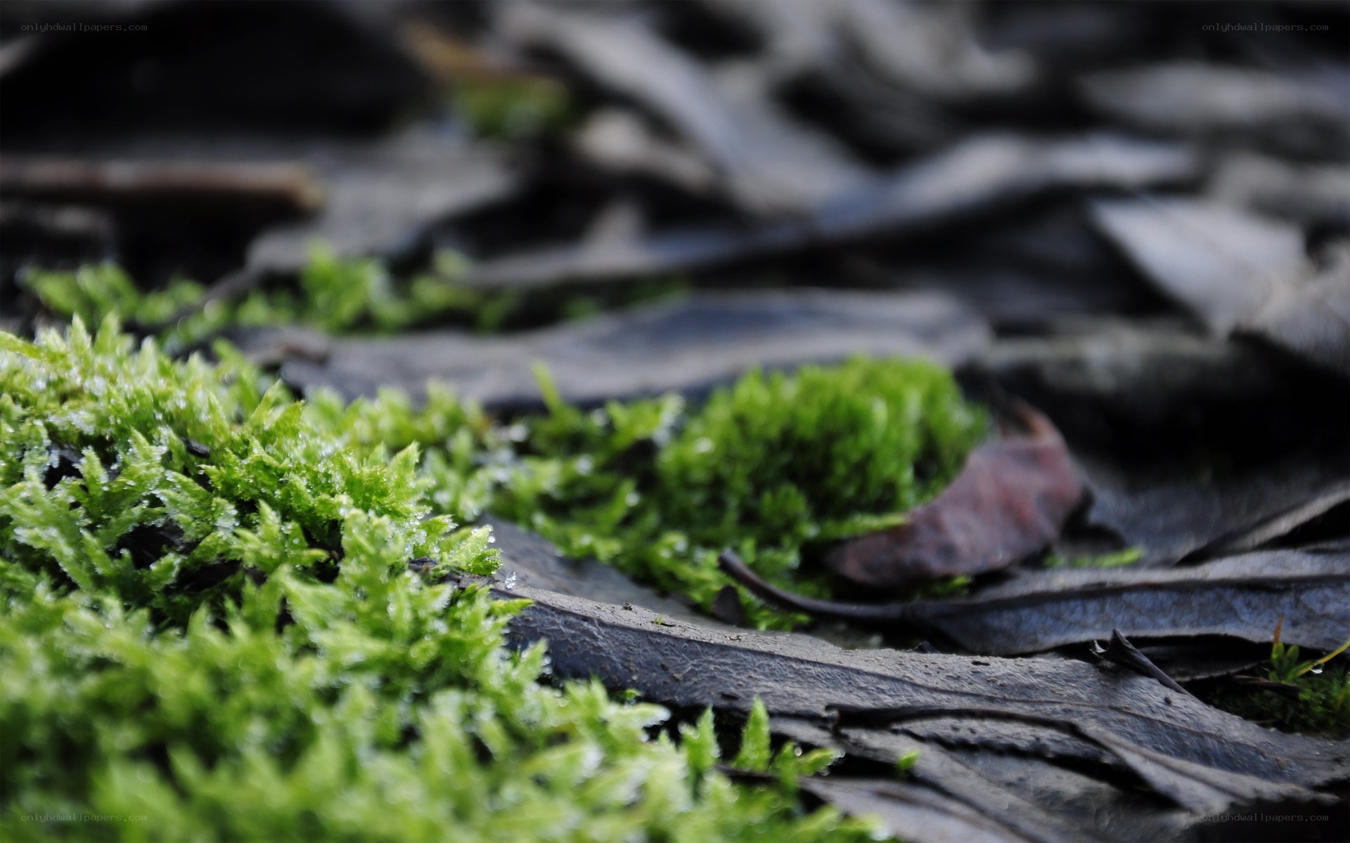 green moss on forest floor