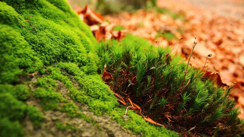 green moss on forest floor