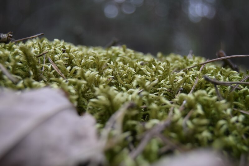 Green Moss on Forest Floor — Natural, Photograph