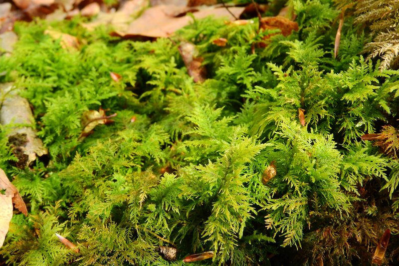 Green Moss on Forest Floor — Natural