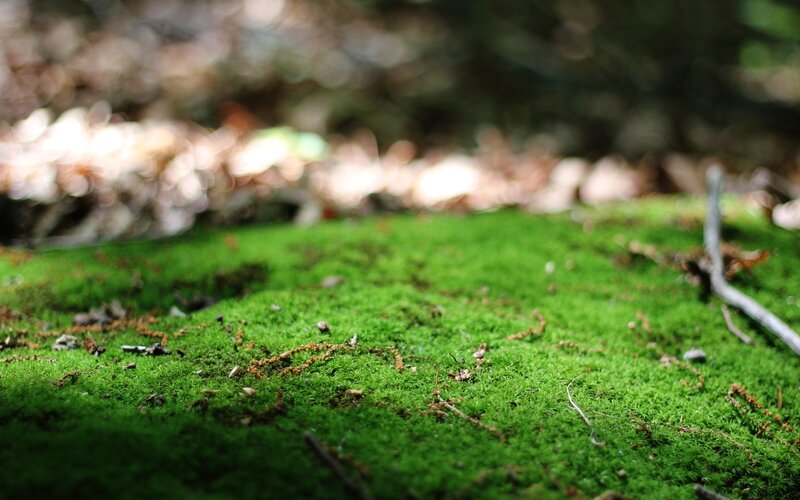Green Moss on Forest Floor — Serene, Morning, Photograph, Leaves