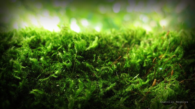 Green Moss on Forest Floor — Serene, Morning