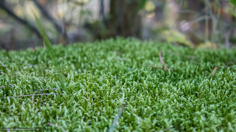 Green Moss on Forest Floor — Serene, Photograph