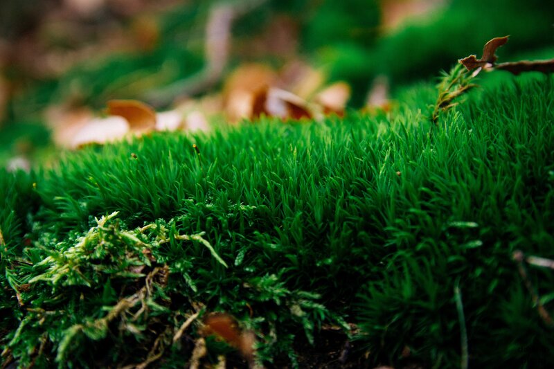 Green Moss on Ground — Natural, Autumn